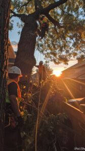 Landscaping Modesto Tree Services